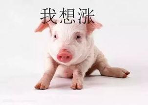 吃瓜直播小猪特效,小猪特效引领吃瓜热潮