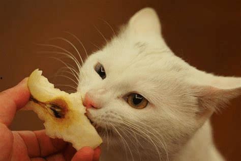 猫咪吃小白瓜好吗怎么吃,健康美味两不误