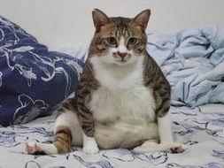 吃瓜大肥猫动物