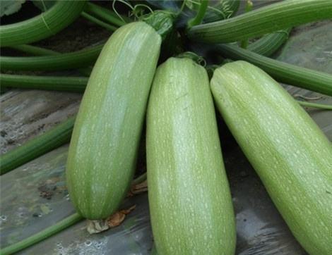 吃瓜缓解焦虑