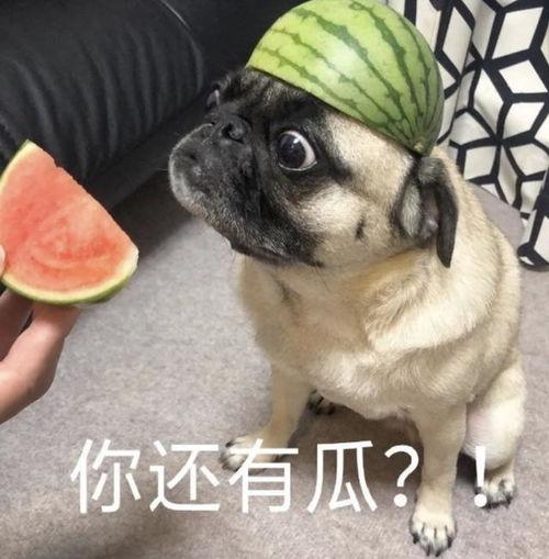 吃瓜表情包吃狗,网络文化新潮流