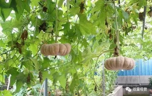 西安工业吃瓜,吃瓜群众眼中的热辣焦点