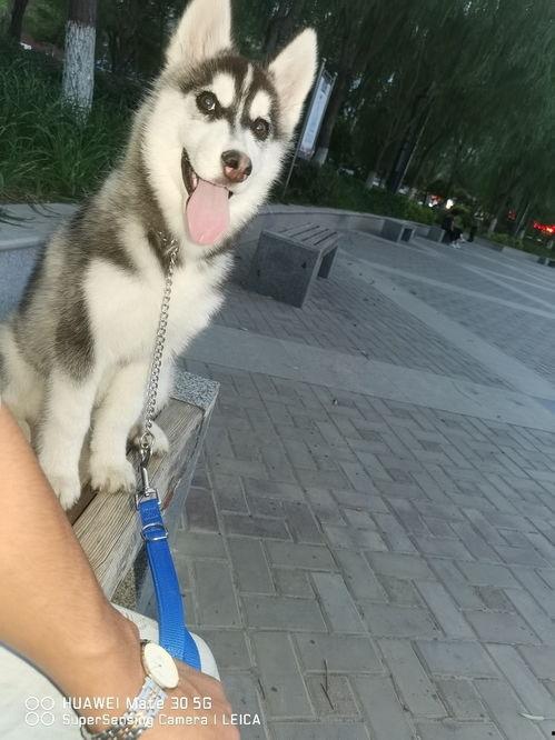 二哈吃瓜吐子