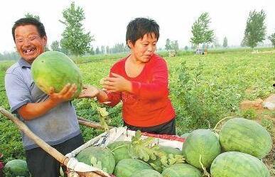 南乐县吃瓜视频,揭秘当地特色美食文化