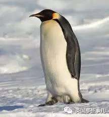 企鹅吃小瓜头像,小瓜头像下的美味诱惑